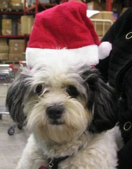 Cerchietto con Cappello di Babbo Natale (12 pz.)